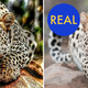 Illustration for article titled 10 More Viral Images That Are Actually Fake
